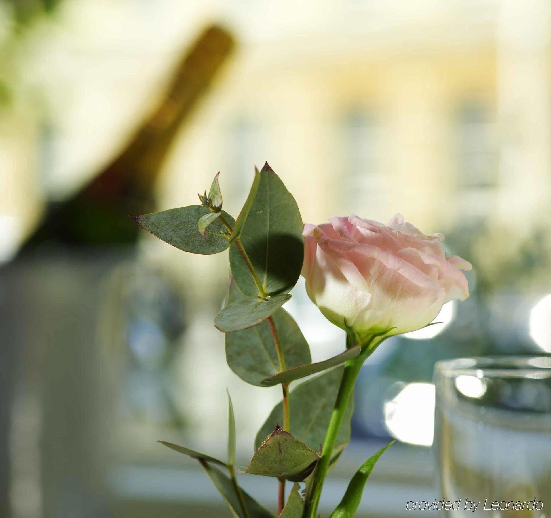 Hotel The Windsor Town House Bath Zewnętrze zdjęcie A rose